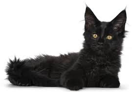 cute solid black maine cat kitten