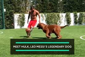 Check spelling or type a new query. Everybody Loves Lionel Messi S Dog Bleacher Report Latest News Videos And Highlights
