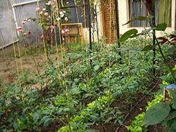 fertilizing the vegetable garden 7