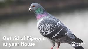 Keep Pigeons Away From A Balcony Or Rooftop