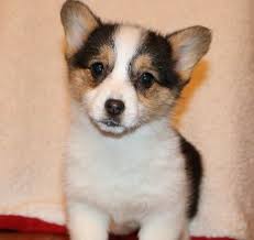 Adopt a purebred pembroke welsh corgi puppy today! Corgi Puppies For Sale Near Williamsburg Va 23185 Within 100 Miles