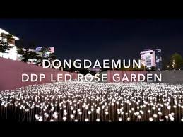 Dongdaemun Ddp Led Rose Garden