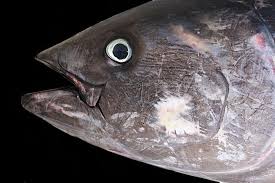 驚人的煙熏金槍魚肉架圖片-黑色背景下藍鰭金槍魚特寫素材-高清圖片-攝影照片-尋圖免費打包下載