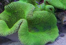 green carpet anemone stictyla