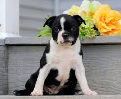 boston terrier puppies