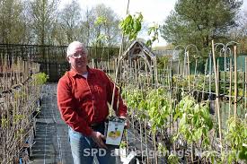 Great Little Patio Fruit Trees At