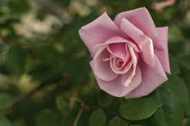 Pink rose | Copyright-free photo (by M. Vorel) | LibreShot