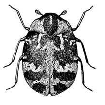 carpet beetles ohioline