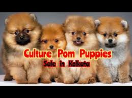 most active culture pomeranian puppy