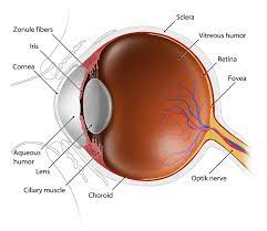 eye anatomy understand how your eyes
