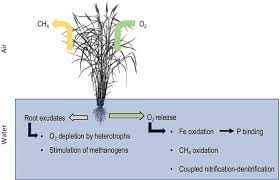 effect of plants in submerged soils on