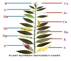 Leaf Illustrations And Charts To Help Diagnose Plant