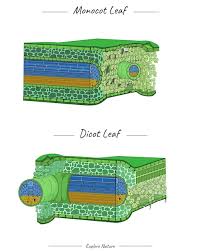monocot leaf and dicot leaf structure