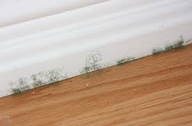 dealing with hardwood floor mold damage