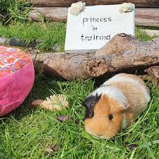 Keeping Guinea Pigs As Pets Cape Of