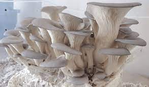 mushroom growing kits complete guide