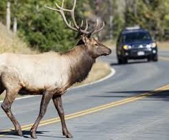 Damage to your car from a collision with a deer will only be covered under comprehensive car editorial guidelines: Collision With An Animal Are You Covered By Insurance