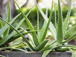 The benefits of aloe vera are almost endless, a real must have plant in your garden. How To Grow Aloe Veras Choosing Growing Watering And Propagating Saga
