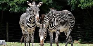 The zebra habitat used to belong to marty. Grevy S Zebra Smithsonian S National Zoo