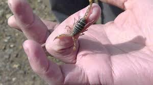 They can inflict a painful. Handling A Scorpion At Ginkgo Petrified Forest State Park Wa Youtube