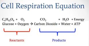 the cellular respiration equation and