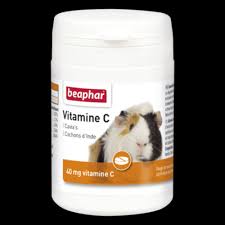 Can guinea pigs eat too much vitamin c? Vitamin C Tablets Guinea Pig Vitamin C For Guinea Pigs Is Suitable As A Daily Source Of Vitamin C Because Guinea Pigs It Themselves Not Provide Required Daily