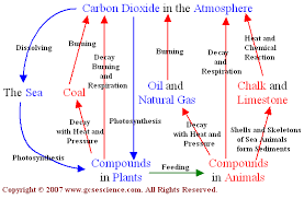 4 3 Carbon Cycle Amazing World Of