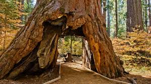 iconic sequoia tunnel tree falls