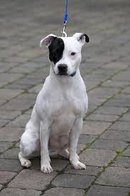 It possesses tremendous stamina, tenacity, and intelligence. More Than 163 000 Sign Petition To Stop The Staffordshire Bull Terrier Joining Dangerous Dog List Daily Mail Online