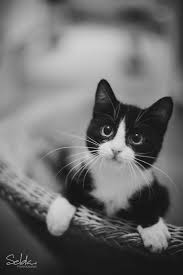 Image result for Black and white cat