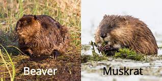 Fun Facts: Beavers vs. Muskrats — Edmonton & Area Land Trust