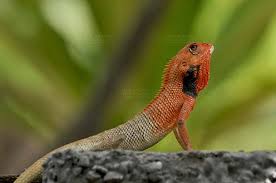 reptiles oriental garden lizard