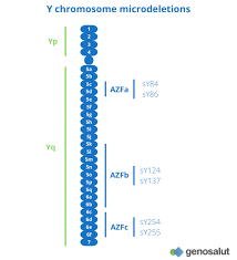 microdeletions of the y chromosome