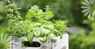 Growing And Caring For Herbs Eising