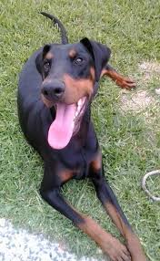 Doberman Pinscher Dog Breed Information And Pictures