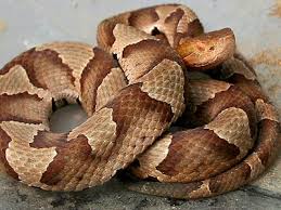 venomous snakes in texas