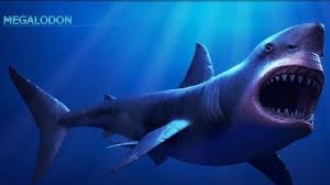 Namun, karena paus merupakan hewan mamalia sehingga hiu paus masih memegang gelar sebagai ikan terbesar yang berenang di bumi. Megalodon Hiu Purba Raksasa Ternyata Masih Hidup Citizen6 Liputan6 Com