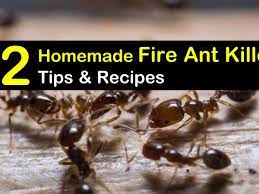 fire ant recipes