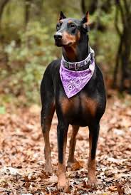 We place puppies by waitlist. Pack Members Chicago Doberman Club
