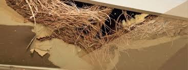 What Does A Rat S Nest Look Like