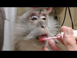 monkeys morning makeup routine you