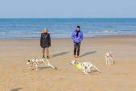 dog friendly beach in topsail beach nc