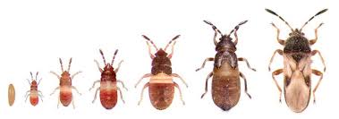 how to identify common lawn pests all