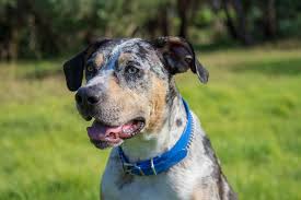 The catahoula leopard dogs training guide will teach you everything you need to know about the various aspects of owning and caring for these. Catahoula Bulldog Dog Breed Info Pictures Facts Doggie Designer
