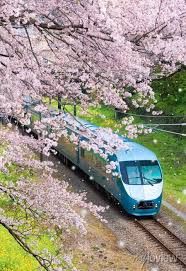 Japan Train In Sakura Cherry Blossom
