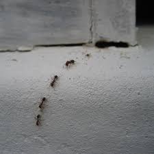 why ants are invading your home and
