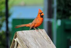 3 Diy Cardinal Bird House Plans You Can
