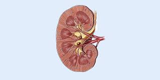 My Left Kidney By Scott Alexander