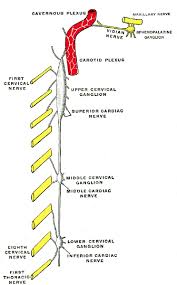 The cervical spine is made up of the first seven vertebrae in the spine. Ganglion Cervicale Medium Wikipedia