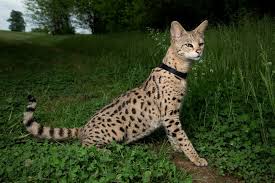 It is a cross between the serval and a domestic cat. Savannah Cat Size Diet Temperament Price F3 Savannah Cat Savannah Kitten Savanna Cat